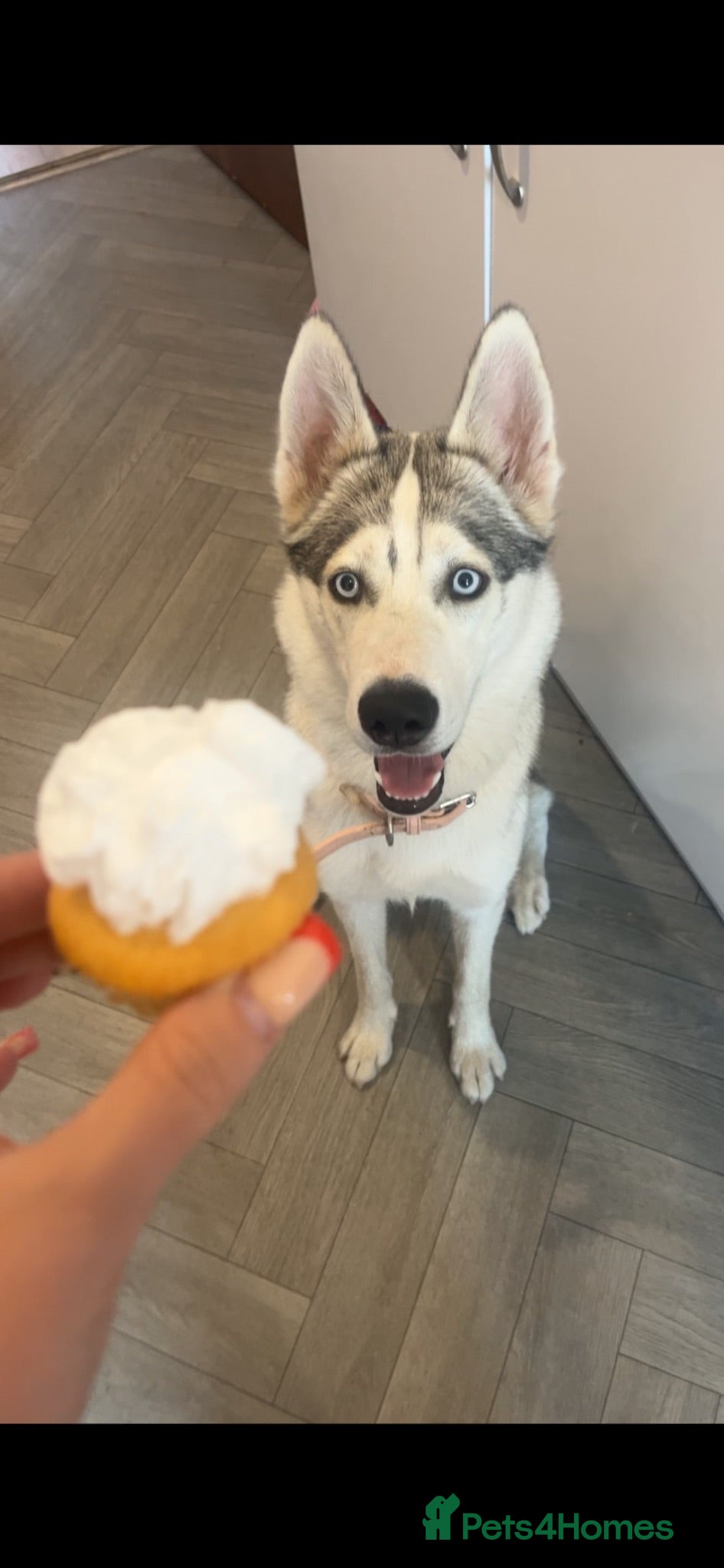 Siberian Husky dogs 14 month of sybairn husky  - Advert 2