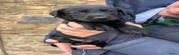 Labrador Retriever dogs for sale: Quality KC Reg Black Labrador Puppies, Ready Now in Dronfield - Advert 5