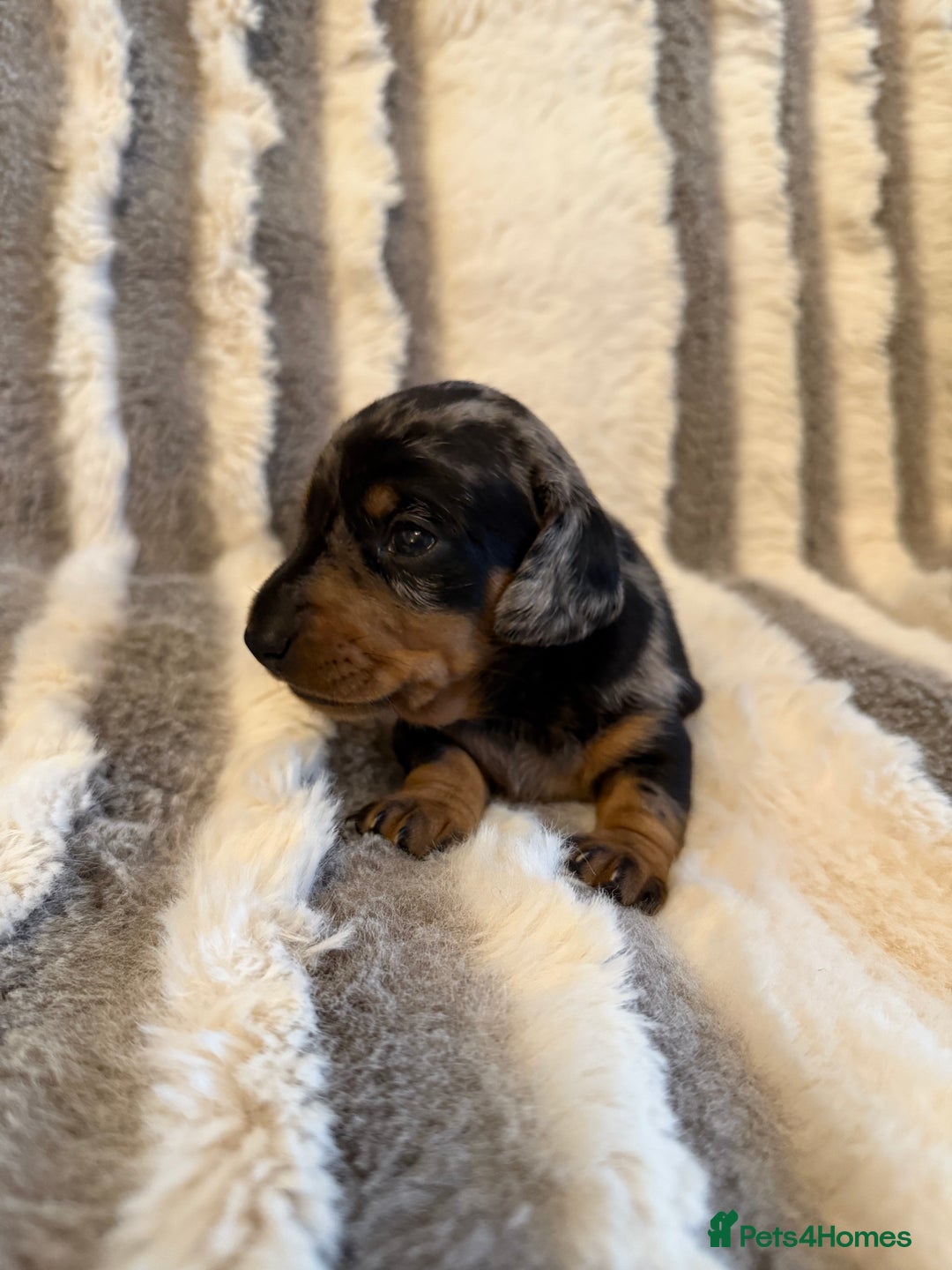 Miniature Dachshund dogs for sale: Kc reg smooth haired miniature dachshund - Advert 3