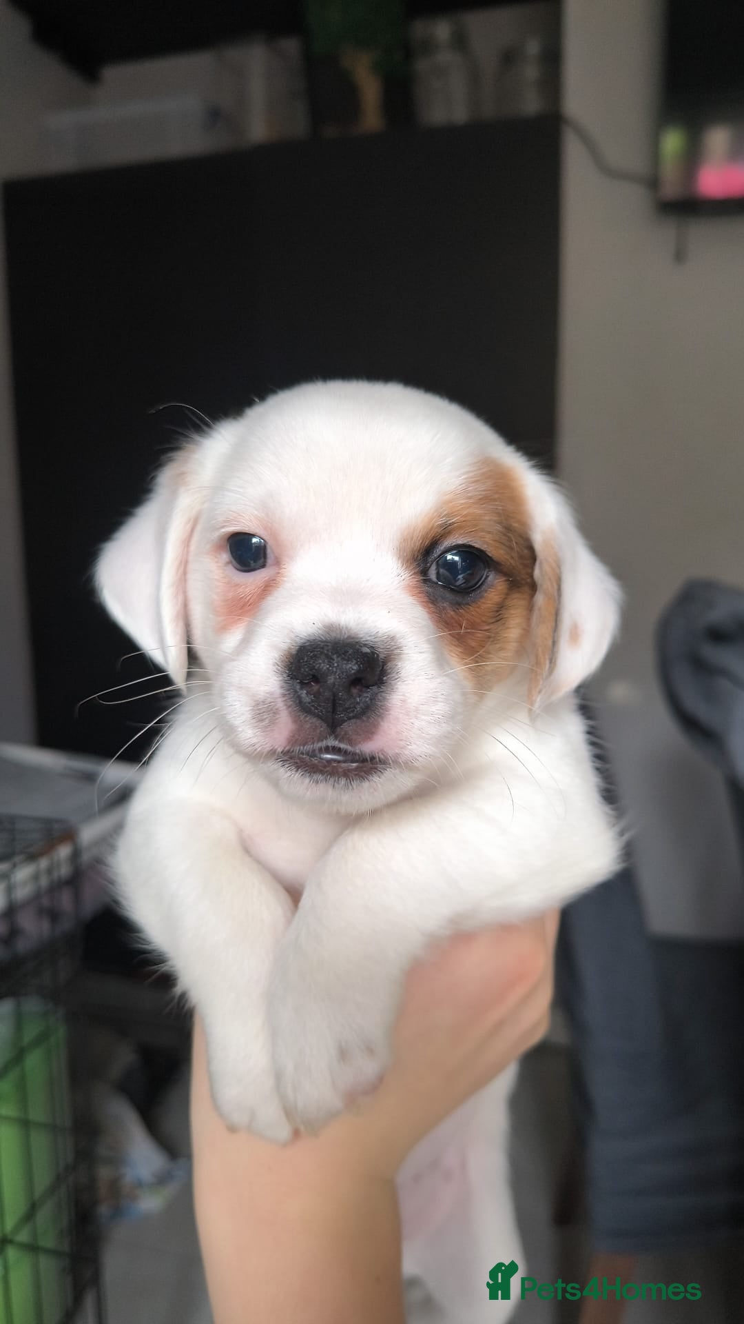 Jack Russell dogs for sale: Puppy  - Advert 3