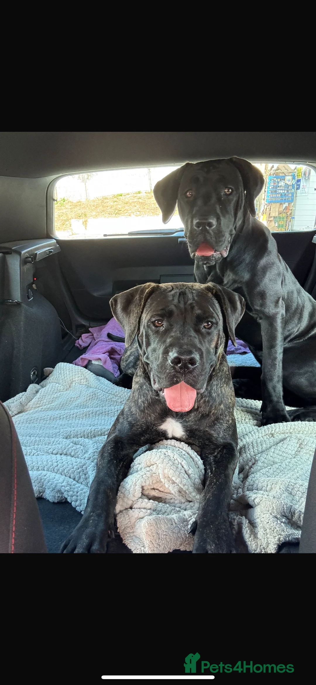 Presa Canario dogs for sale: Female presa canario  - Advert 2