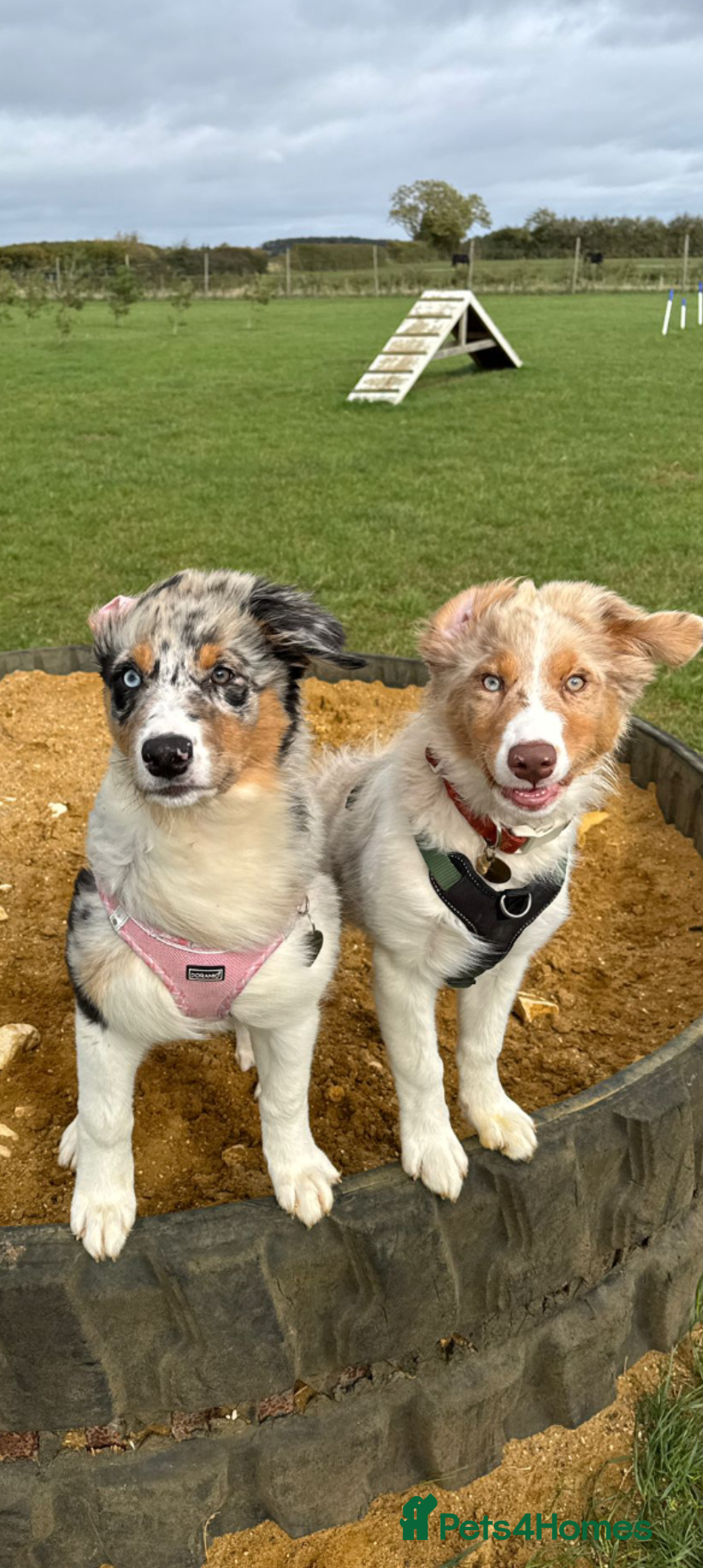 Australian Shepherd dogs for stud: Australian shepherd for stud - Advert 8