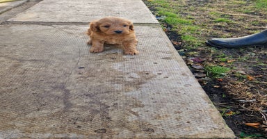 Labradoodle dogs - Advert 13