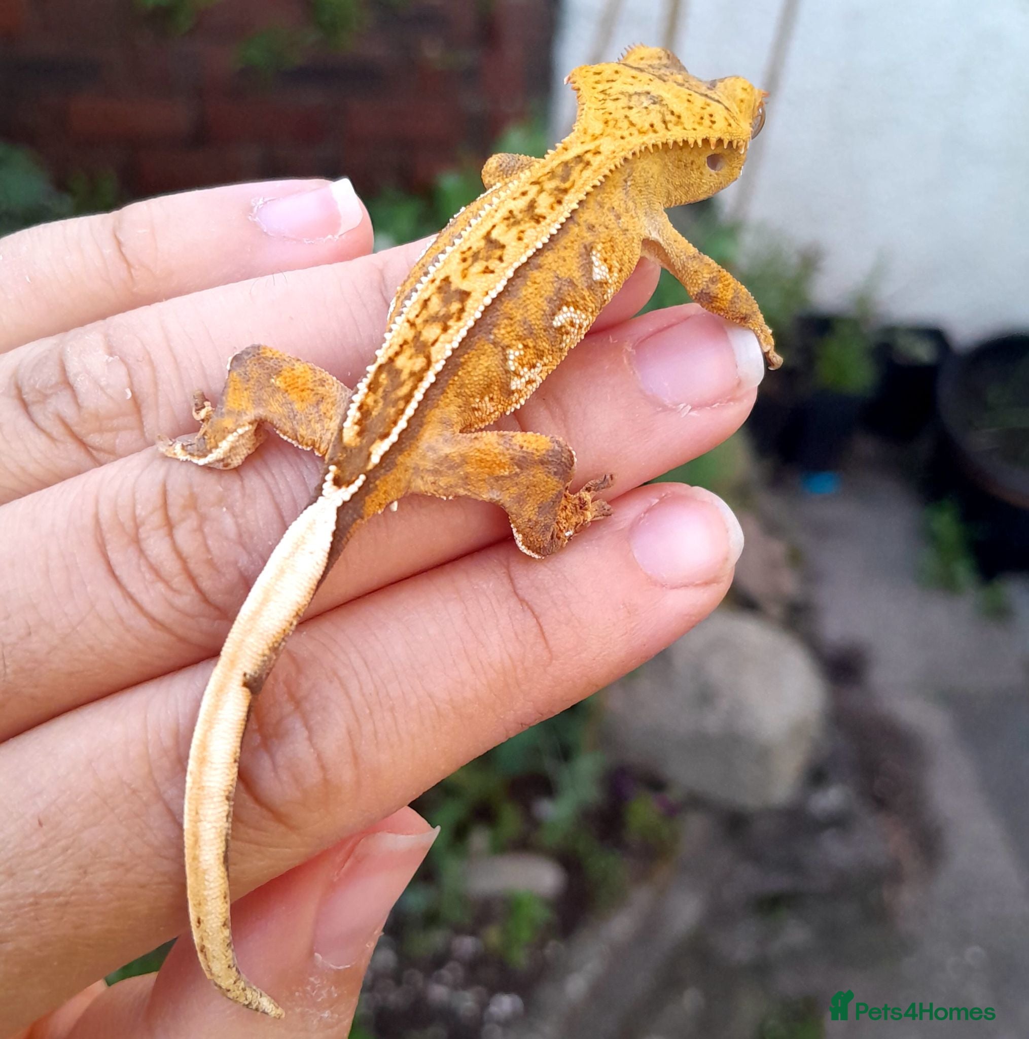 Gecko reptiles Various Crested Geckos for sale, £50 each - Advert 9