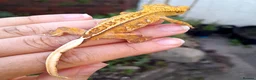 Gecko reptiles for sale: Various Crested Geckos for sale, £50 each - Advert 2