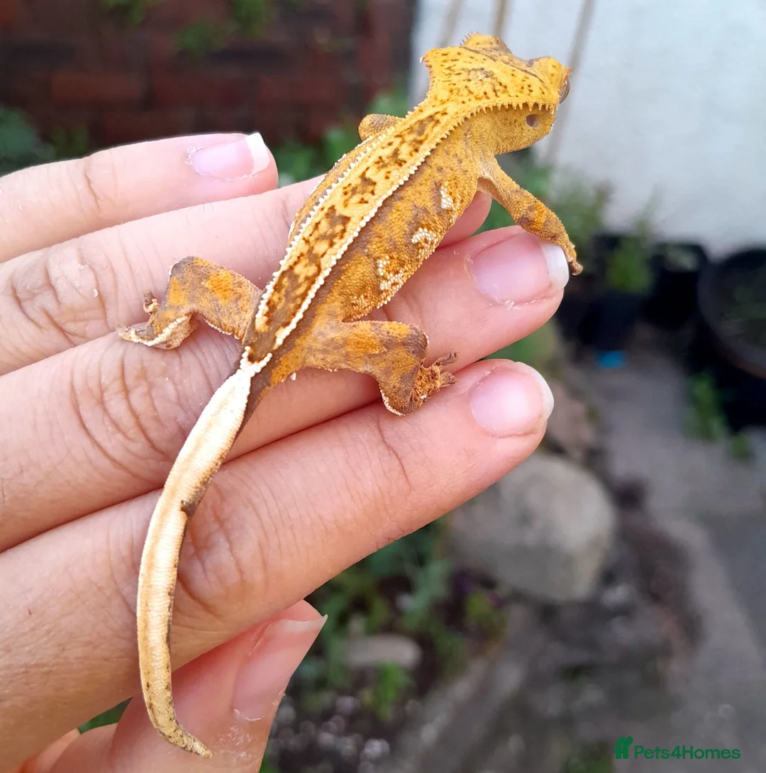 Gecko reptiles for sale: Various Crested Geckos for sale, £50 each - Advert 2