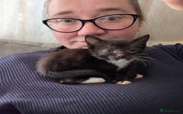 Mixed Breed cats for sale: Stunning b&w tuxedo girl - Image 3