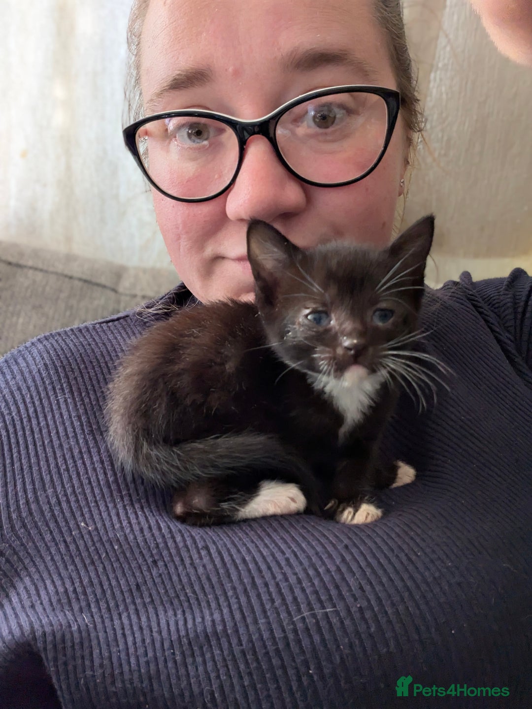 Mixed Breed cats for sale: Stunning b&w tuxedo girl - Image 3