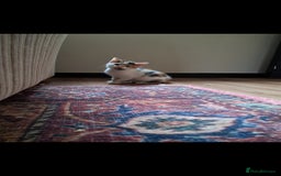 Mixed Breed cats for sale: 1 beautiful female kitten left - Image 4
