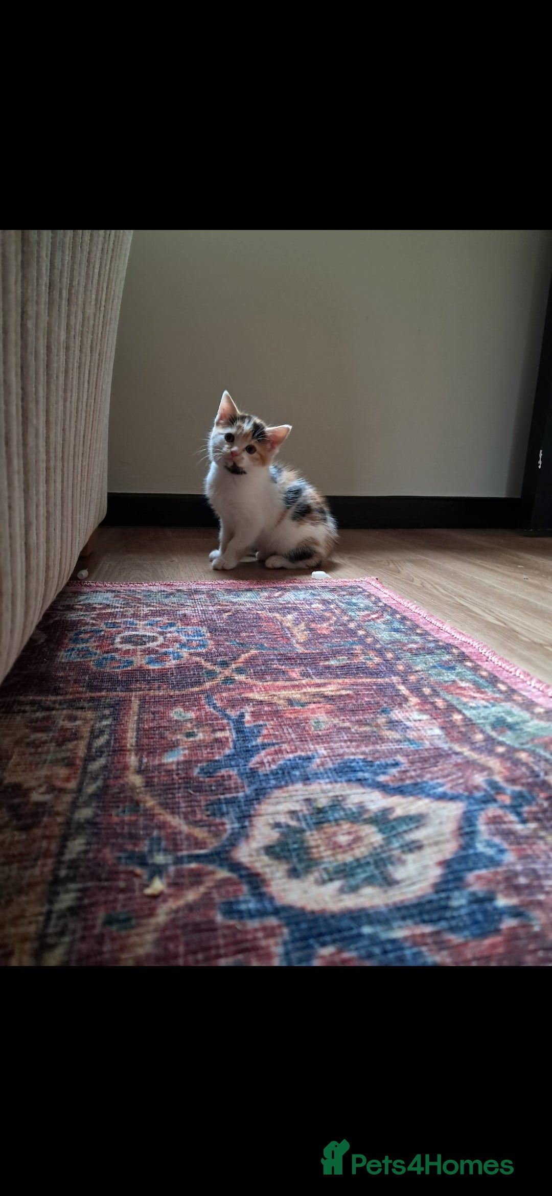 Mixed Breed cats for sale: 1 beautiful female kitten left - Image 4