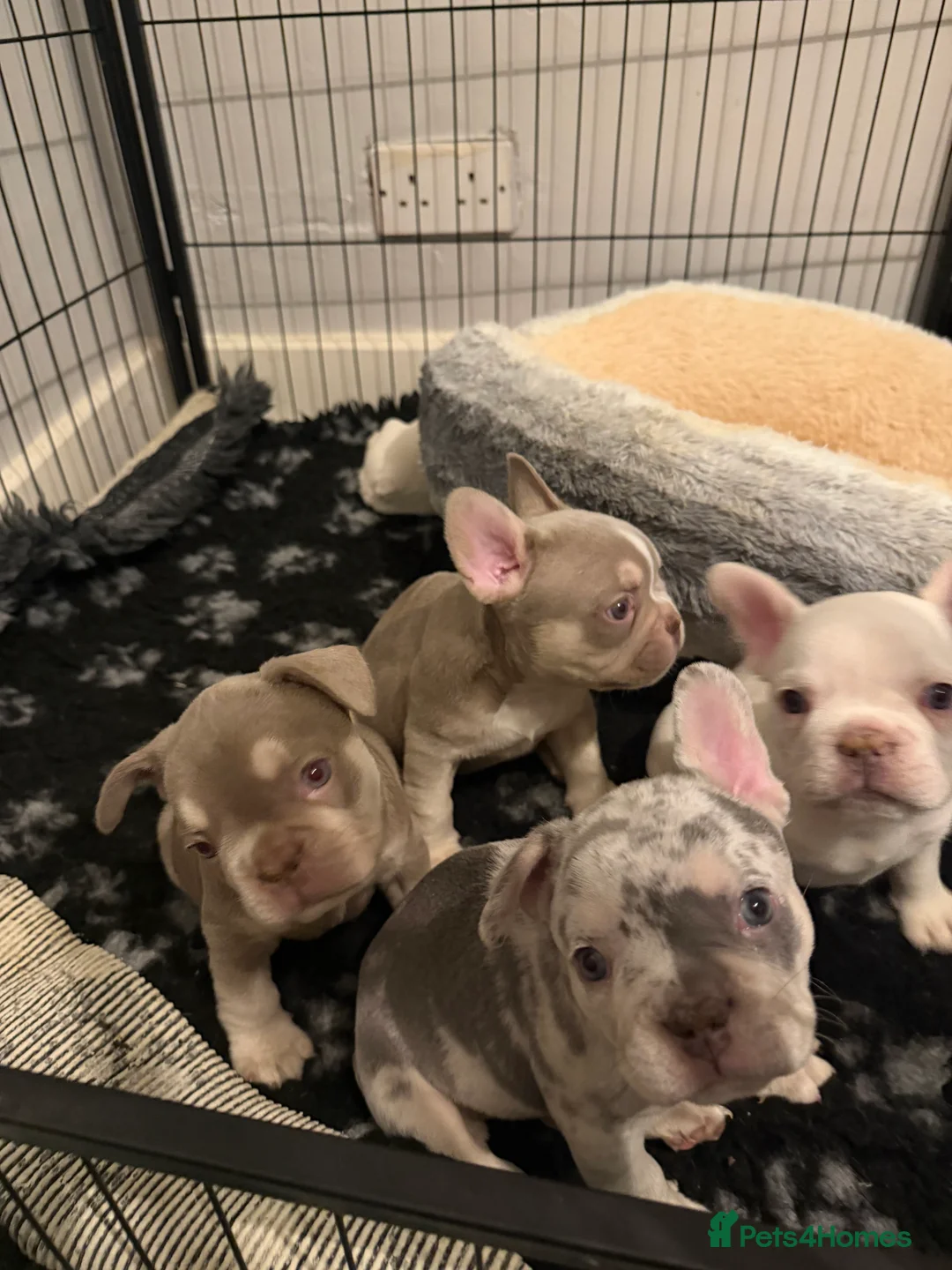 French Bulldog dogs for sale: French bull dogs 5⭐️ - Advert 2