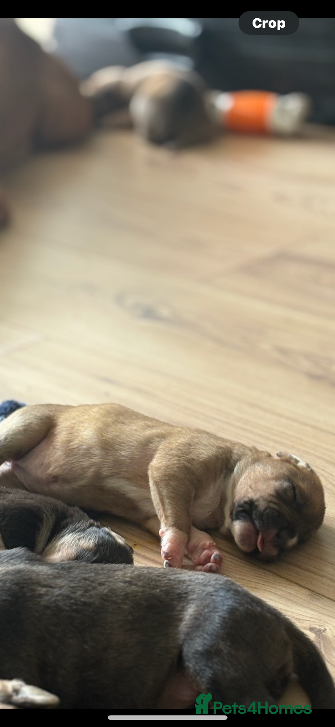 Mixed Breed dogs for sale: Puppies for Sale  - Image 12