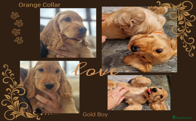 Cocker Spaniel dogs - Advert 4