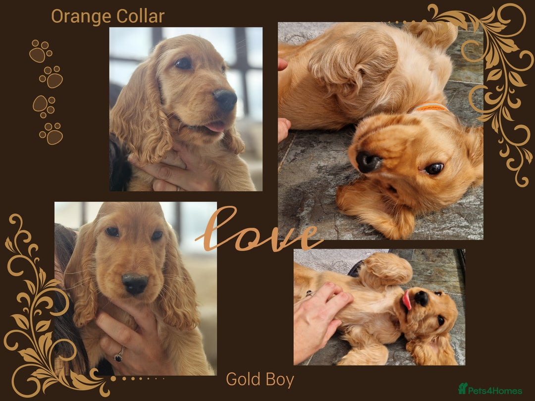 Cocker Spaniel dogs for sale: Applejacks Pedigree Show Cocker Spaniel Puppies - Image 3