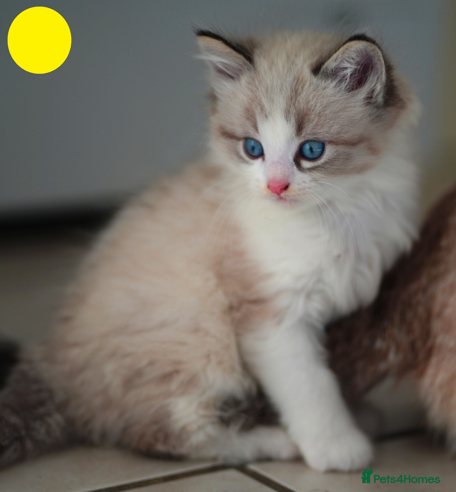 Mixed Breed cats 3 Siamese and Ragdoll mixed kittens - Advert 12