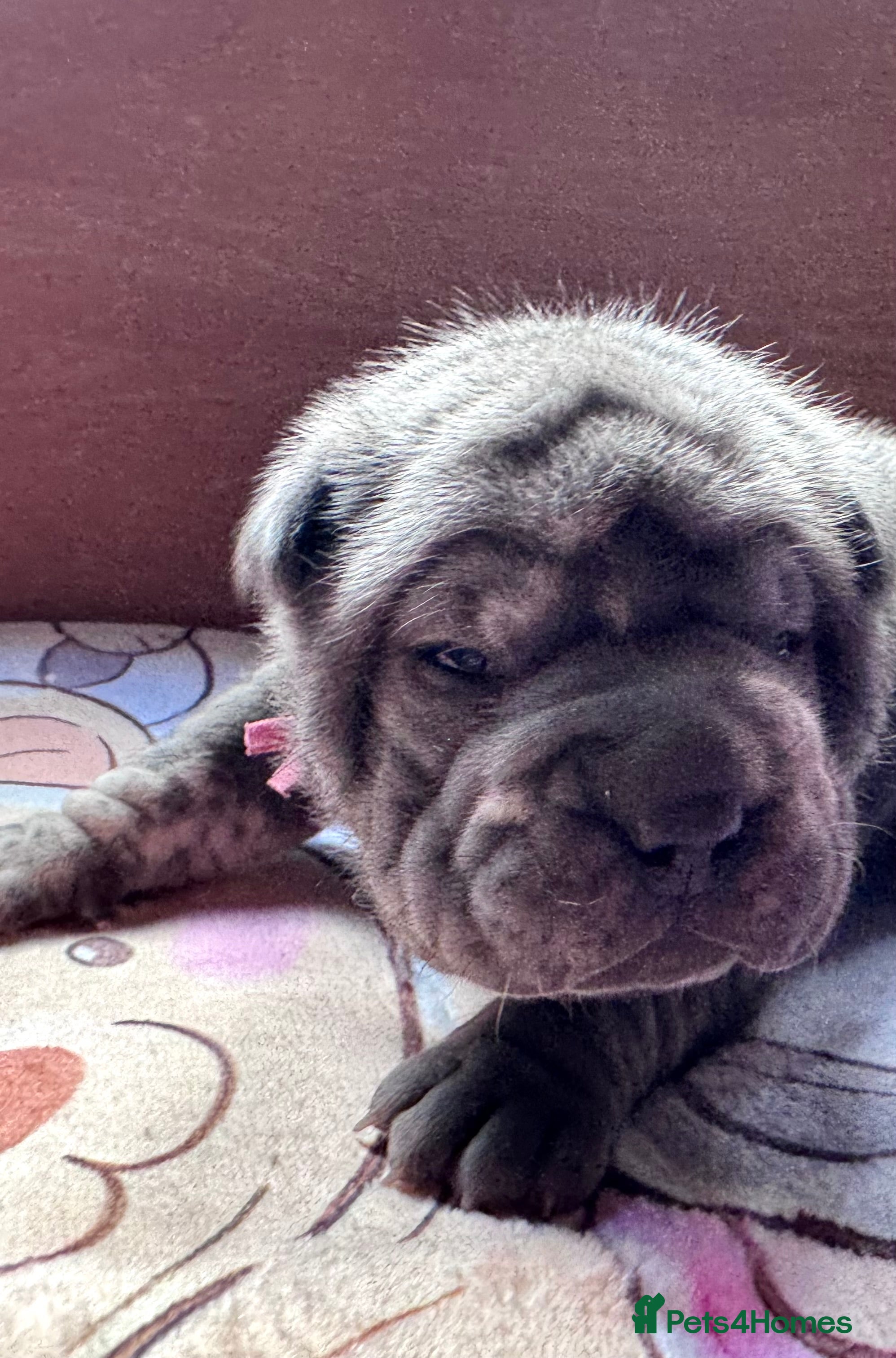 Shar Pei dogs Stunning Bullpei Puppies (Sharpei/English Bulldog) - Advert 6
