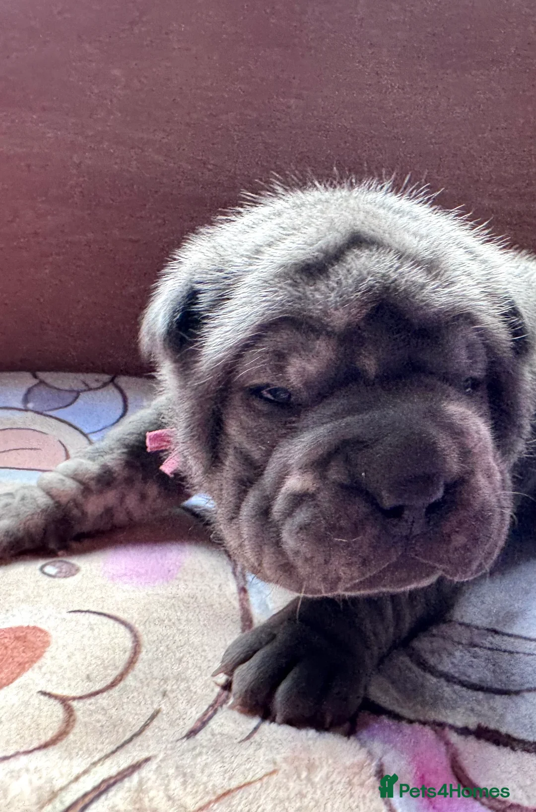 Shar Pei dogs for sale: Stunning Bullpei Puppies (Sharpei/English Bulldog) - Advert 26