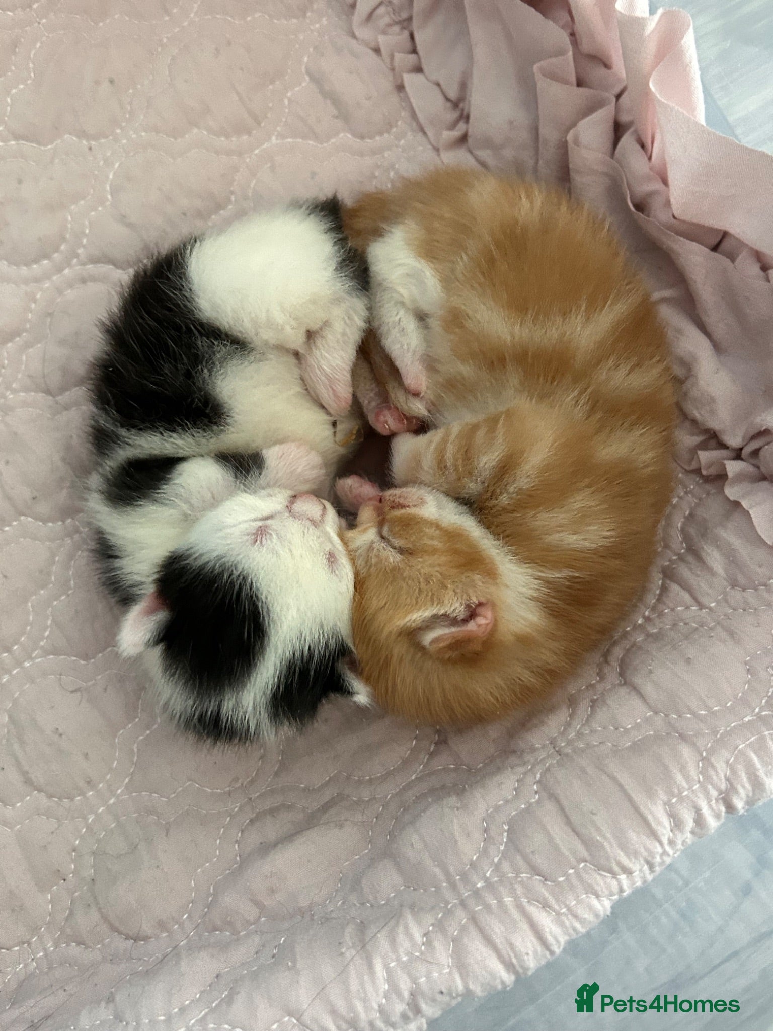 Mixed Breed cats Gorgeous vaccinated kitten 🐱❤️ - Advert 2