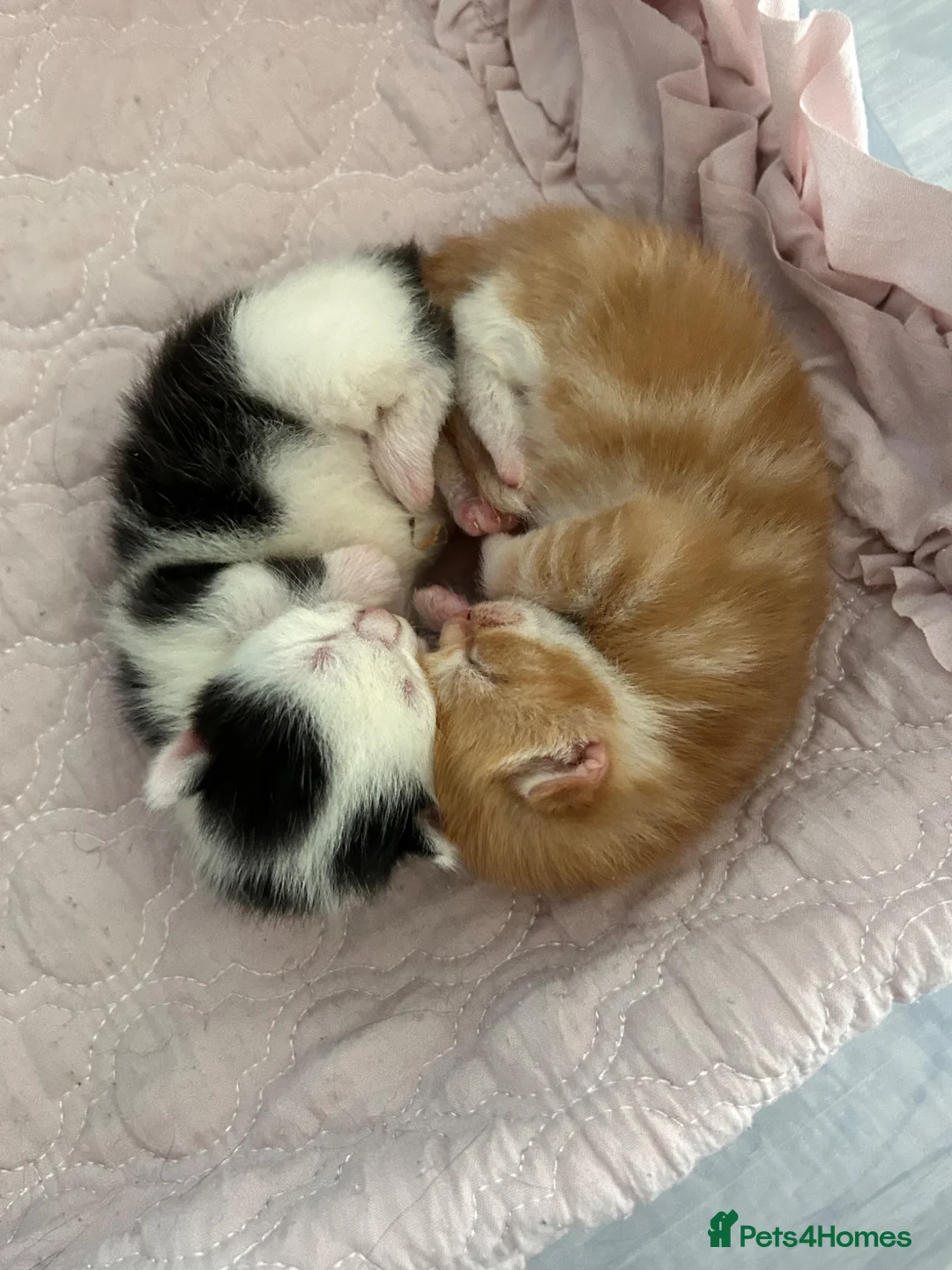 Mixed Breed cats for sale: Gorgeous vaccinated kitten 🐱❤️ - Advert 1