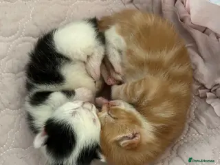 Mixed Breed cats Gorgeous vaccinated kitten 🐱❤️ - Advert 2