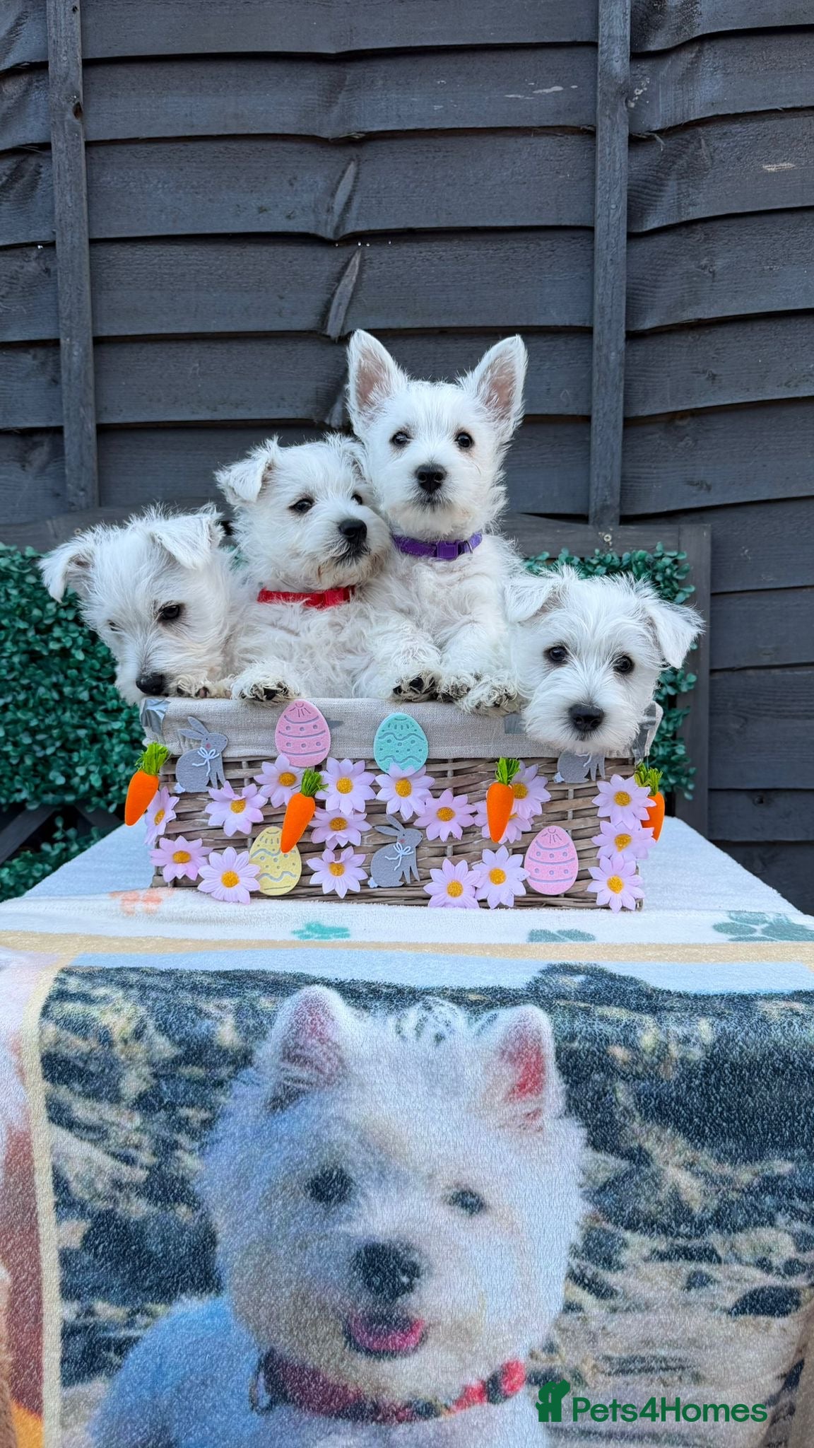 West Highland Terrier dogs West Highland Terrier - KC registered - Advert 1