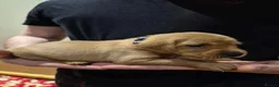 Labrador Retriever dogs for sale: Fox Red KC Registered Labradors  in Aberdeen - Advert 10