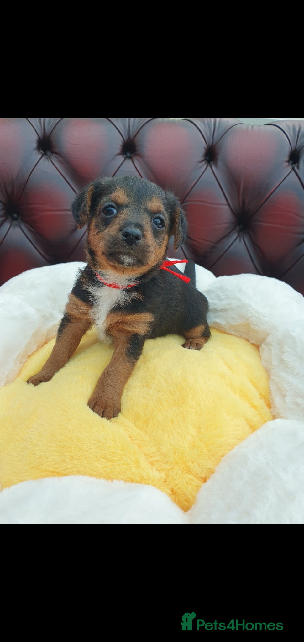 Jackapoo dogs F1 ADORABLE JACKAPOO PUPPIES - Advert 1