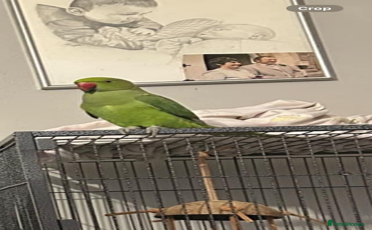 Ringnecks birds - Advert 1