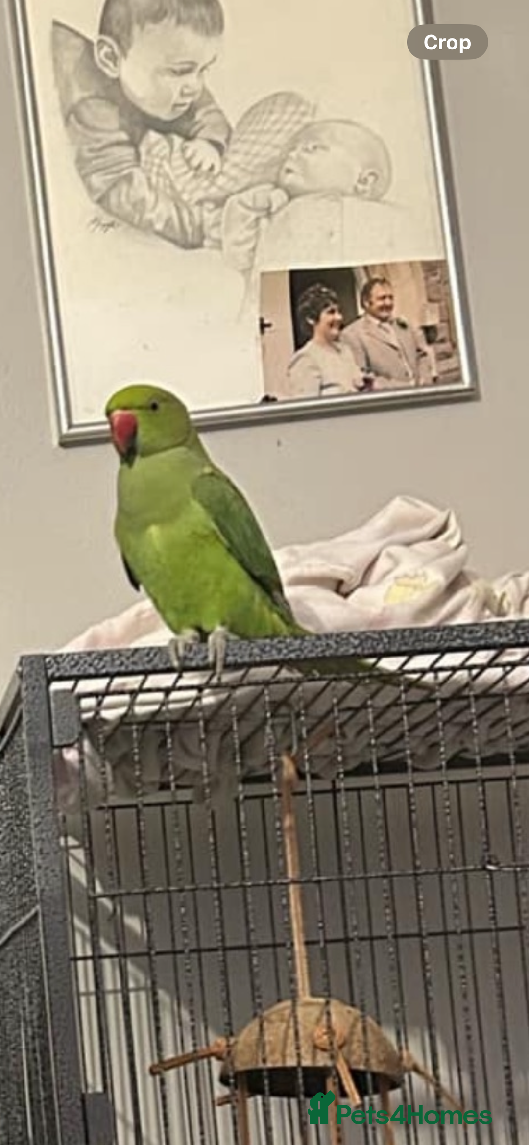 Ringnecks birds for sale: Indian ringneck  - Image 1