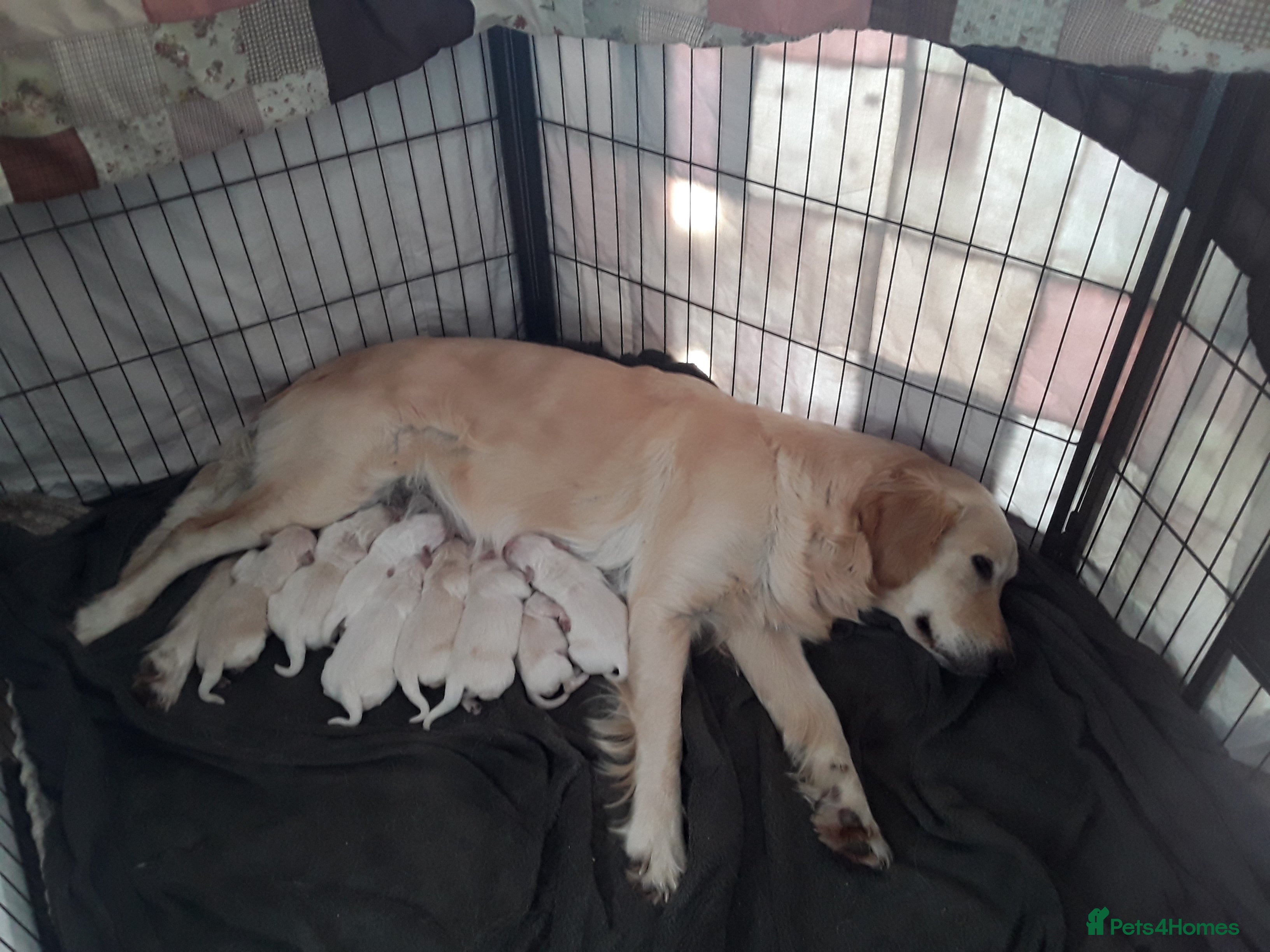Golden Retriever dogs Exceptional KC Golden Retriever Pups - Advert 5