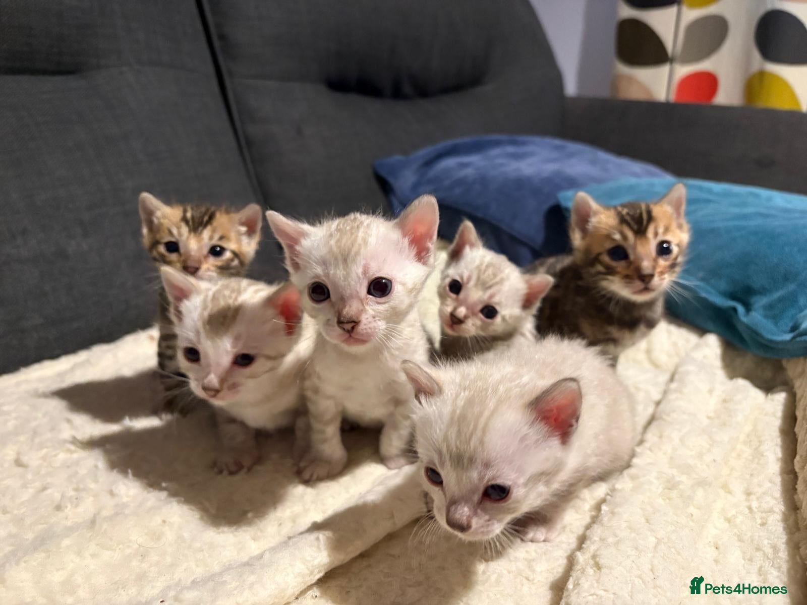 Bengal cats Pure Bred Bengal Kittens - Advert 7