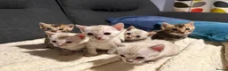 Bengal cats for sale: Pure Bred Bengal Kittens - Advert 1