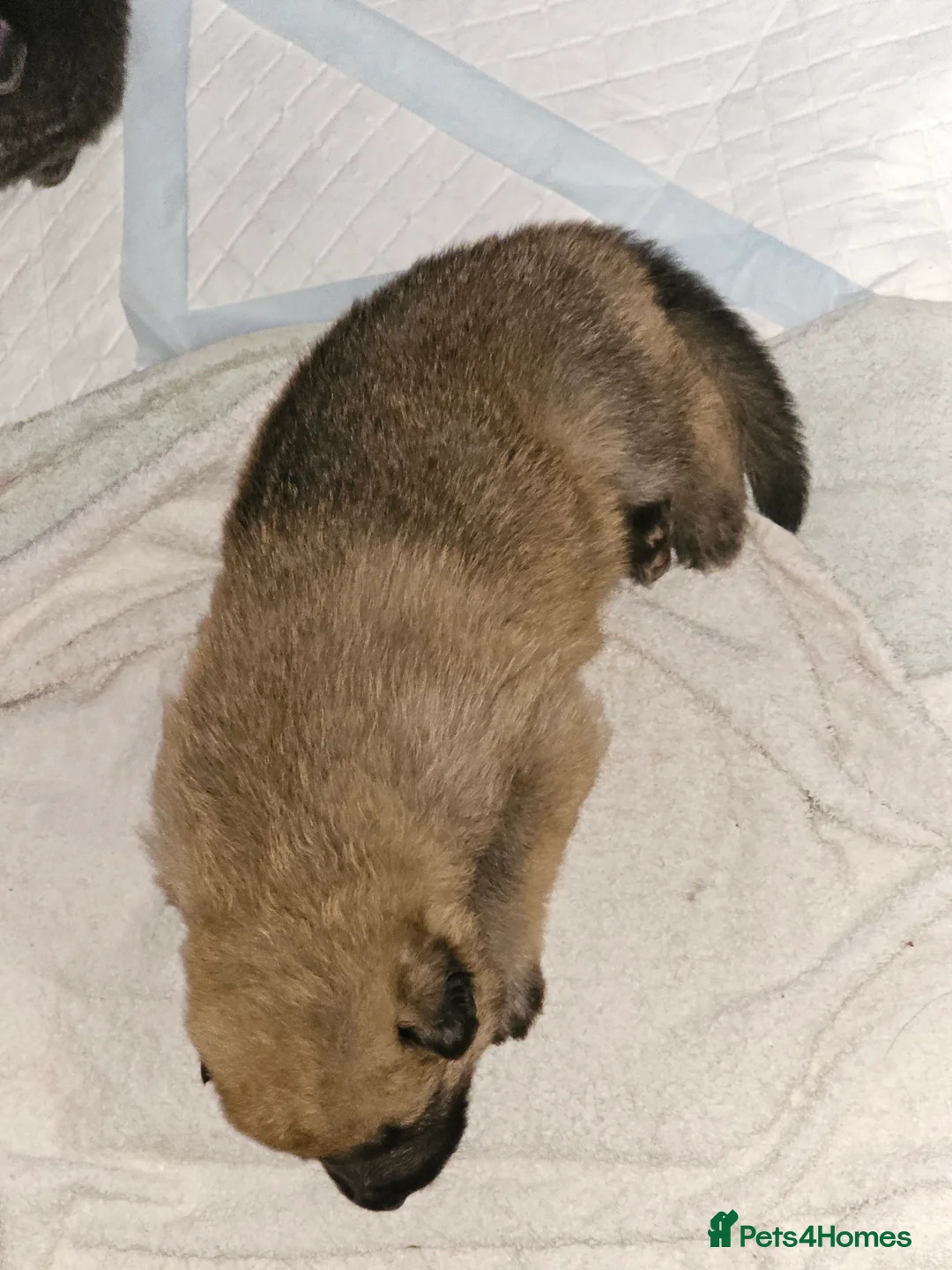 German Shepherd dogs for sale: 9 beautiful pure bred German Shepherd puppies - Advert 21