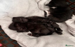 Abyssinian cats for sale: Black tabby Halloween kittens👻 - Image 11