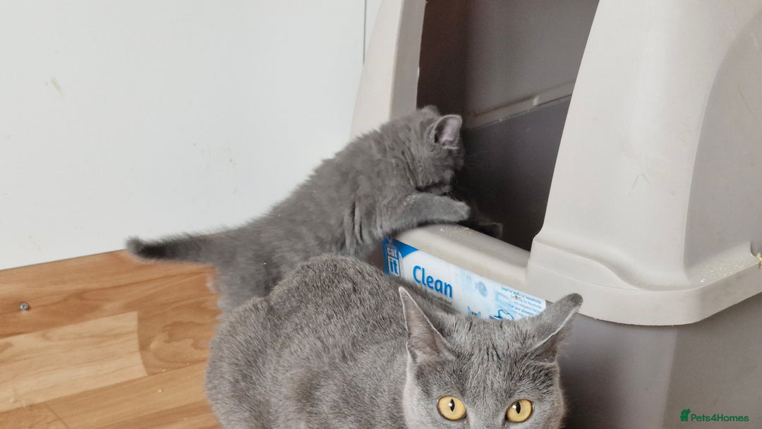 Chartreux cats for sale: Chartreux adult mum and daughter  - Image 10