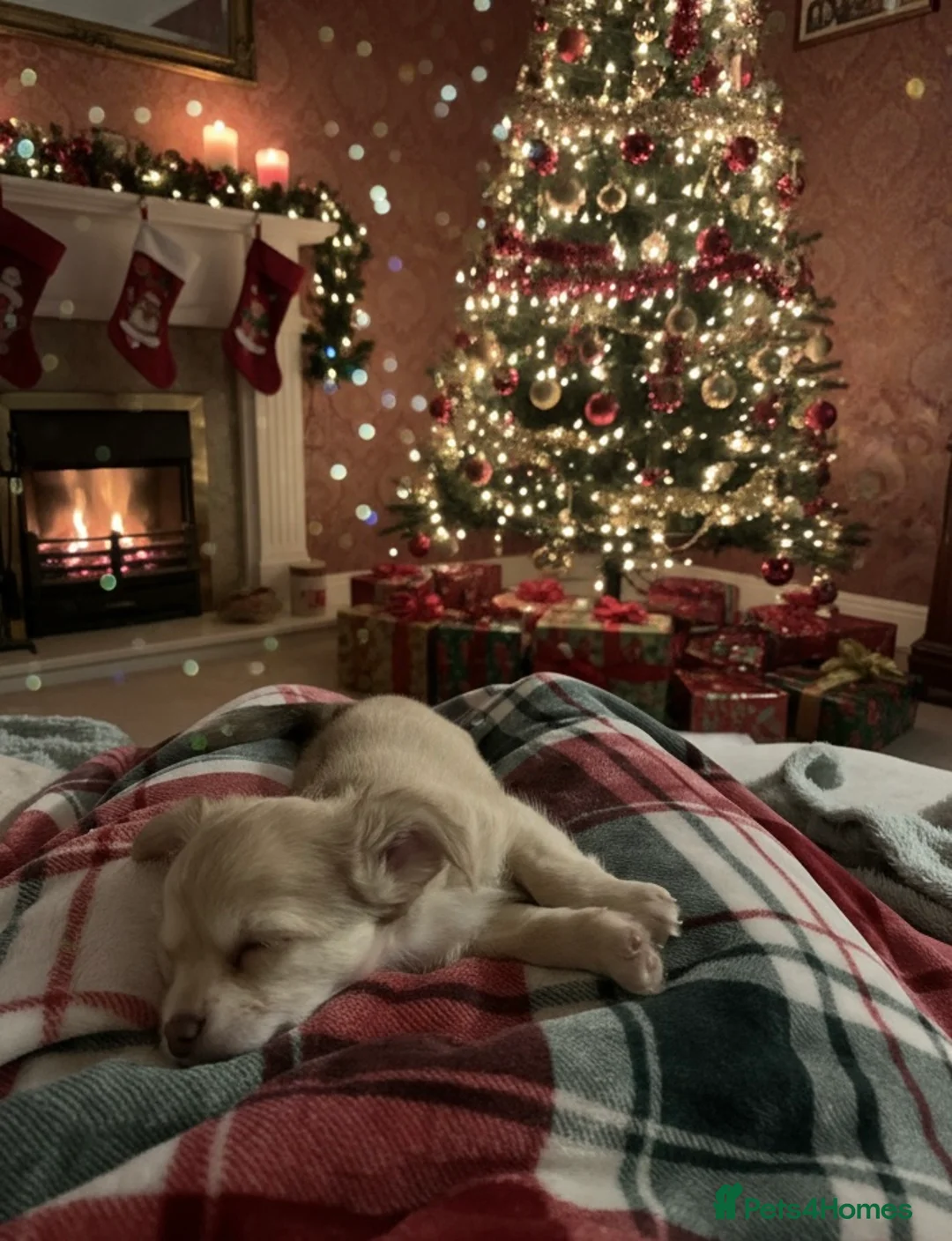 Chihuahua dogs for sale: Fluffy chihuahua girl 8 weeks old  - Advert 8