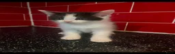 Mixed Breed cats for sale: 3 kittens left in Havant - Advert 2