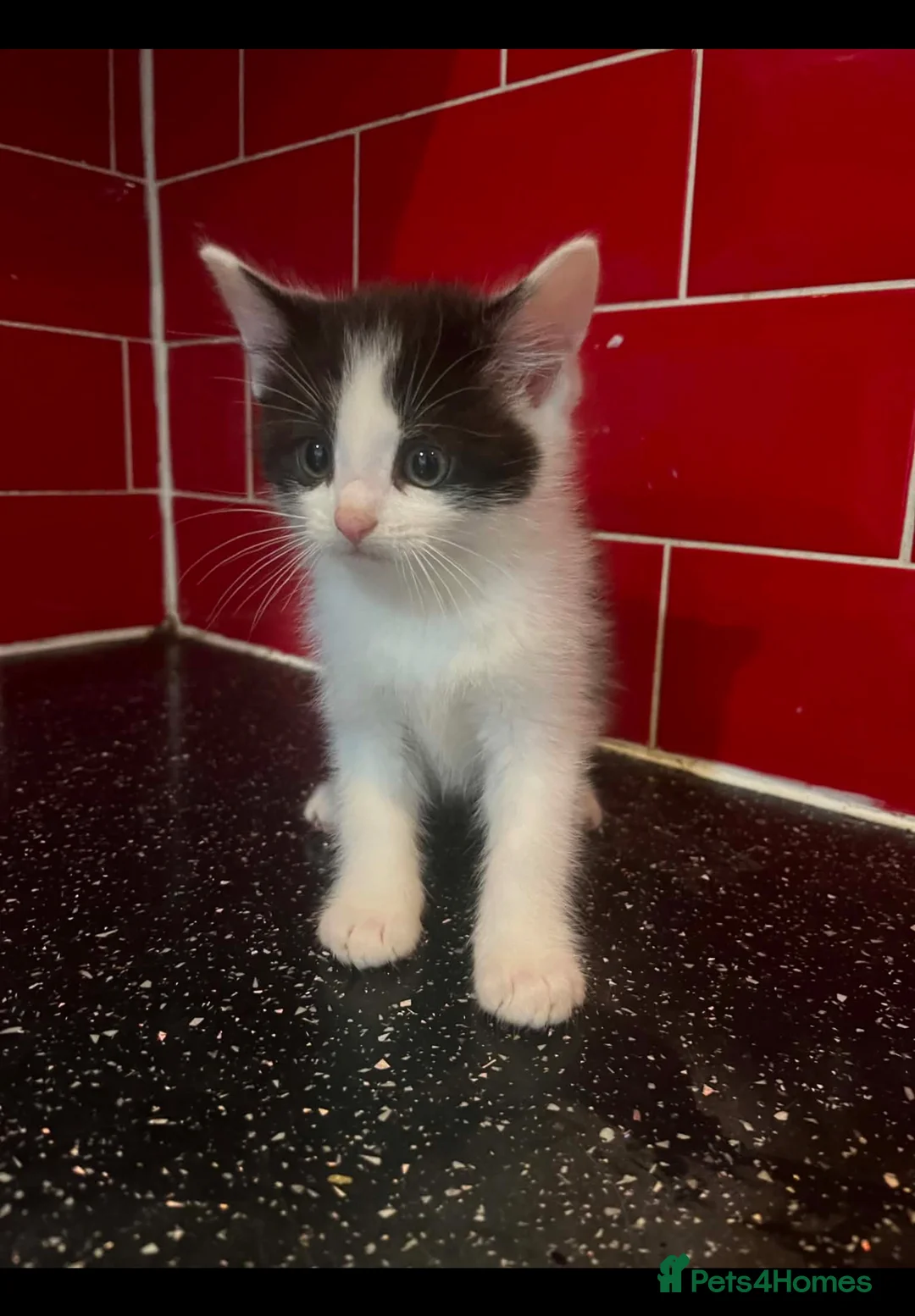 Mixed Breed cats for sale: 3 kittens left in Havant - Advert 2