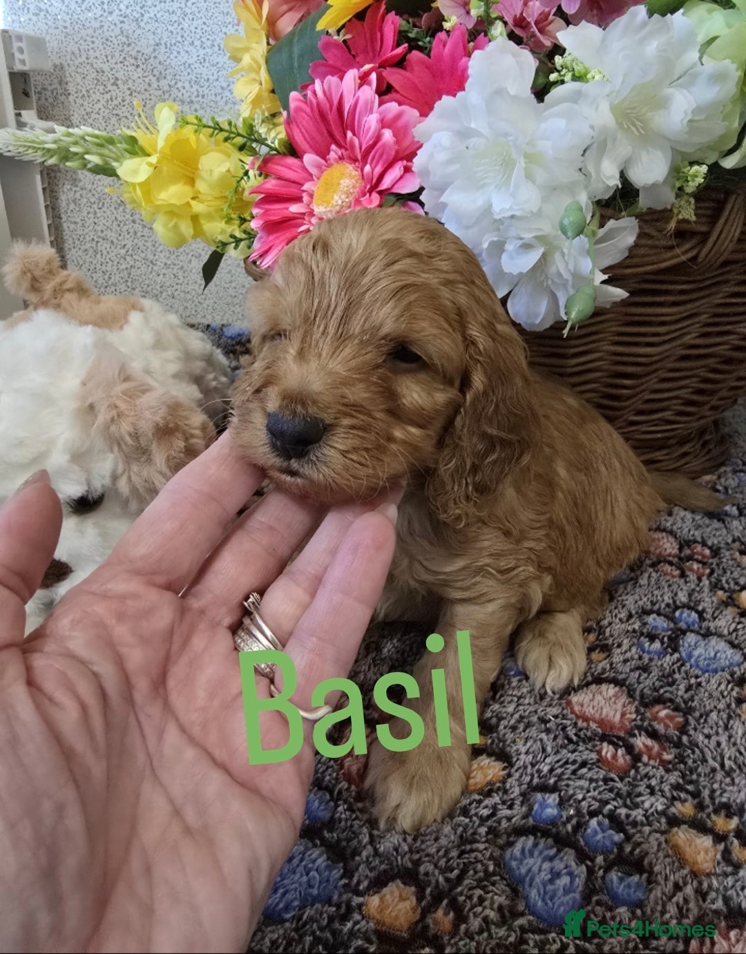 Cockapoo dogs Health tested cockerpoo F1 pups licensed Breeder  - Advert 4