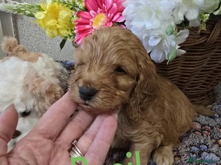 Cockapoo dogs Health tested cockerpoo F1 pups licensed Breeder - Advert 12