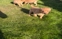 Mixed Breed dogs for sale: Labrador x Beagle  - Image 2