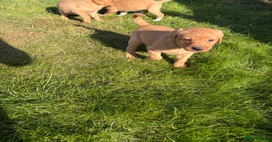 Mixed Breed dogs - Advert 8