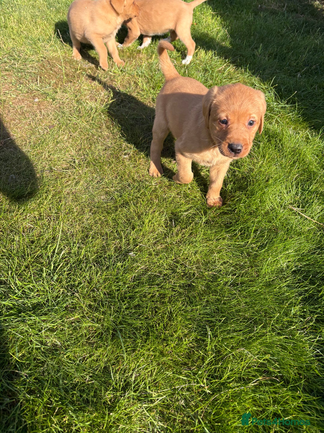 Mixed Breed dogs for sale: Labrador x Beagle  - Image 2