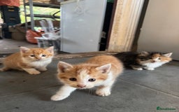 Mixed Breed cats for sale: Kittens - Image 3