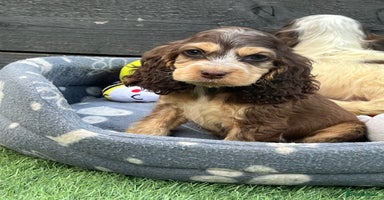 Cocker Spaniel dogs - Advert 14