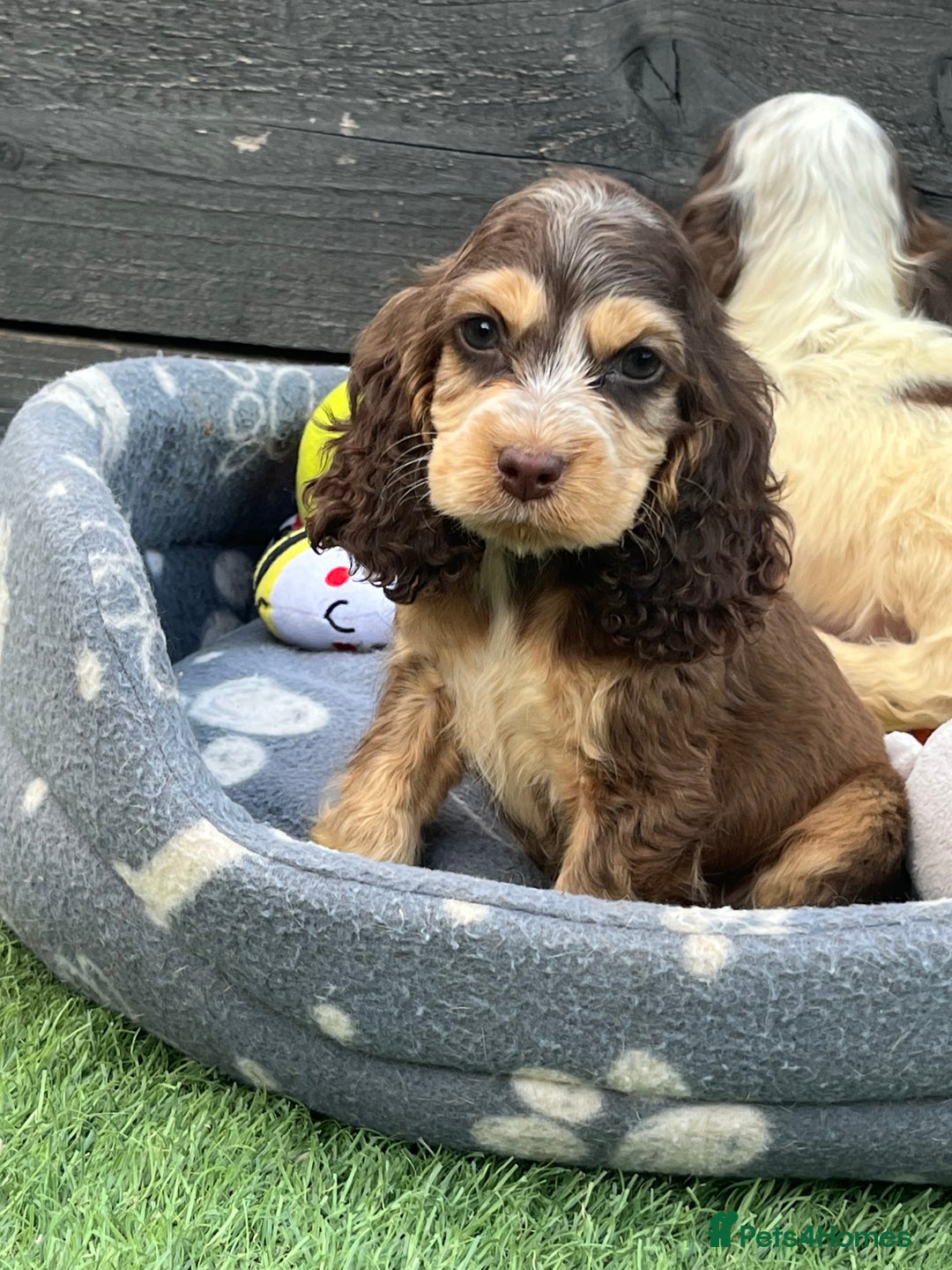 Cocker Spaniel dogs for sale: ❤️Gorgeous, Happy, Healthy, Spaniel babies 💙 - Image 2