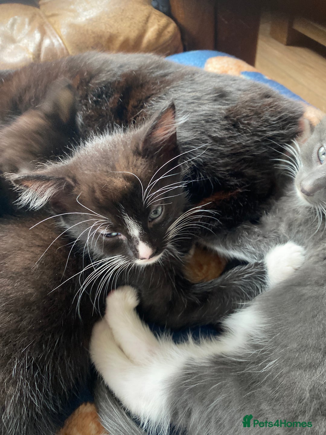 Ragdoll cats for sale: Rag doll cross kittens for sale - Advert 13