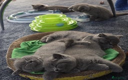British Shorthair cats for sale: British shorthair kitten - Image 6