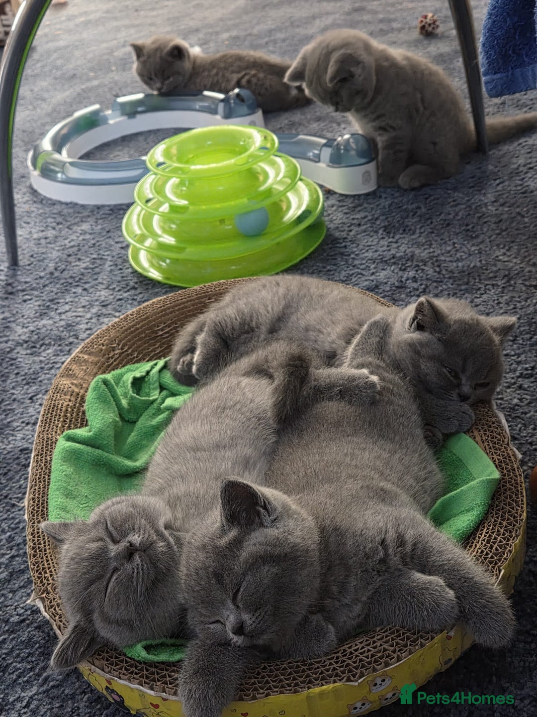 British Shorthair cats for sale: British shorthair kitten - Image 6