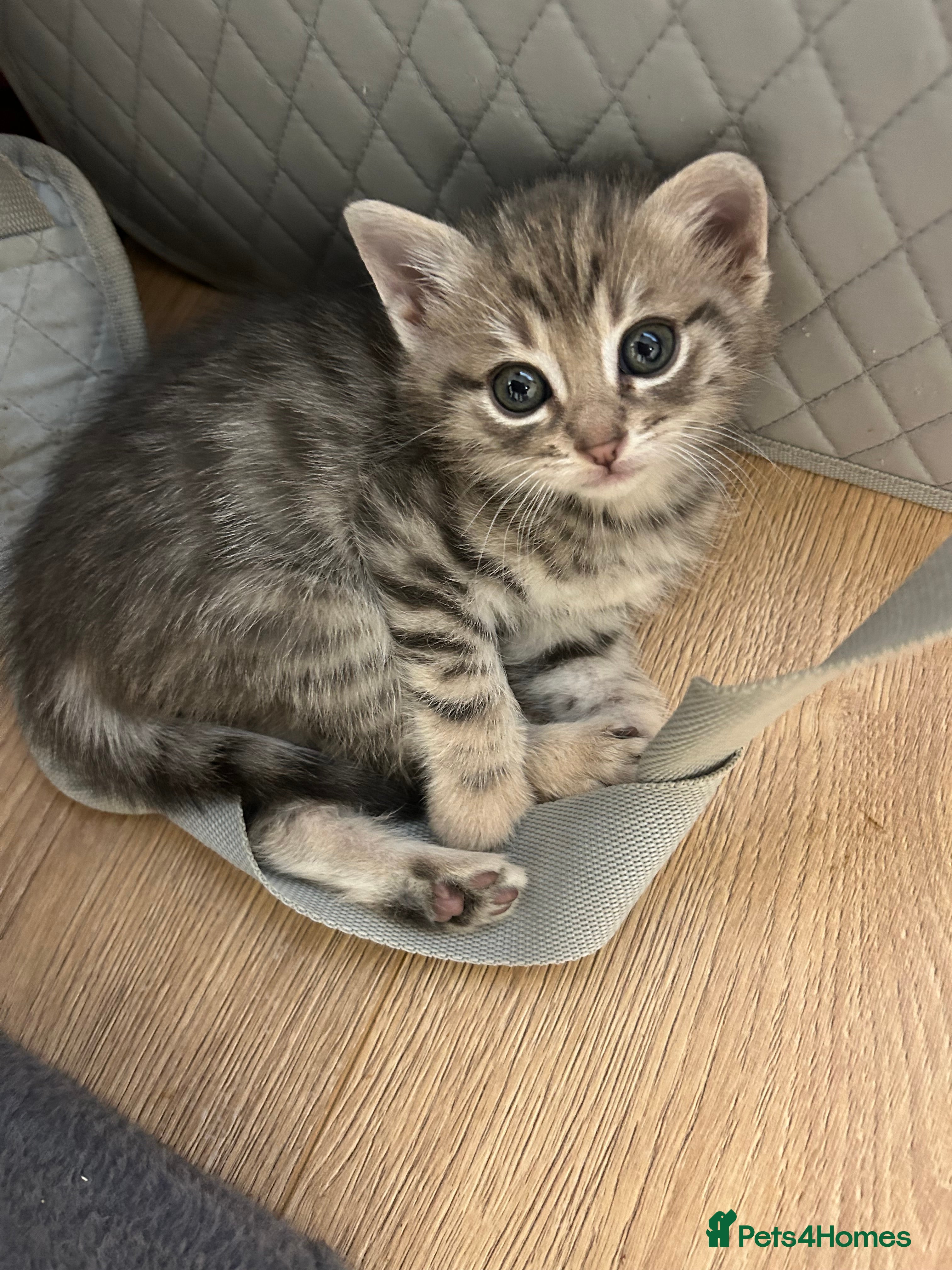 Mixed Breed cats Kittens lovely kittens  - Advert 8